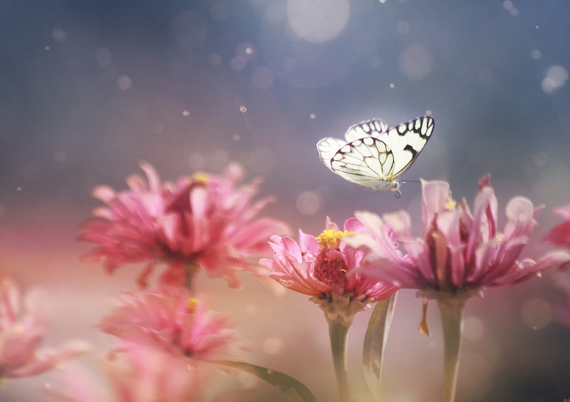 Illustration for article titled Ethereal Insect Photographs Will Cure Your Phobia of Bugs
